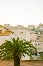 Palm tree and buildings in Israel