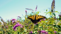 Beautiful butterfly pollinating purple flowers then flying away