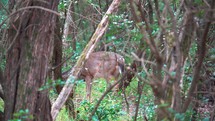 Whitetail Deer Running Through the Woods