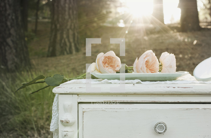 Pale roses on a white dresser in the woods.