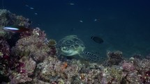 This huge green Turtle was filmed underwater in the North of the Maldivian Archipelago.