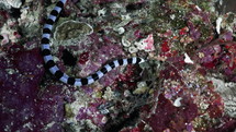 Black & White Banded Sea Snake from the Banda Sea in indonesia