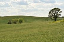rolling hills of green wheat 