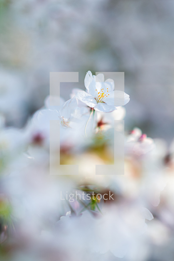 Close Up Single Cherry Blossom Flower