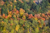 Fall trees on rocky hill