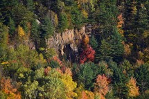 Fall trees on rocky hill