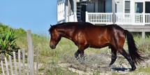 wild horse on a beach 