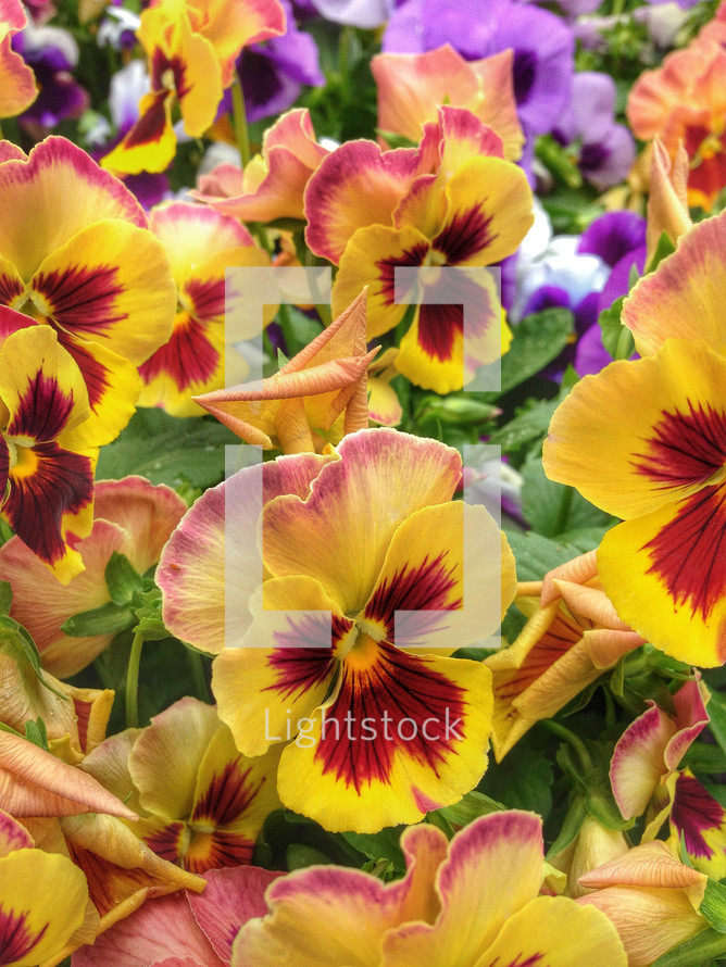 beautiful pansies in bold color