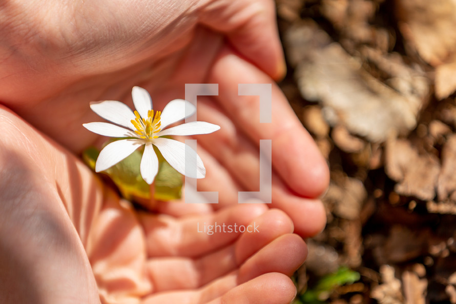 Small white flower in hands