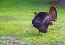A Wild Turkey fans out his plumage while walking around in a grassy green meadow looking for food in early Spring time.