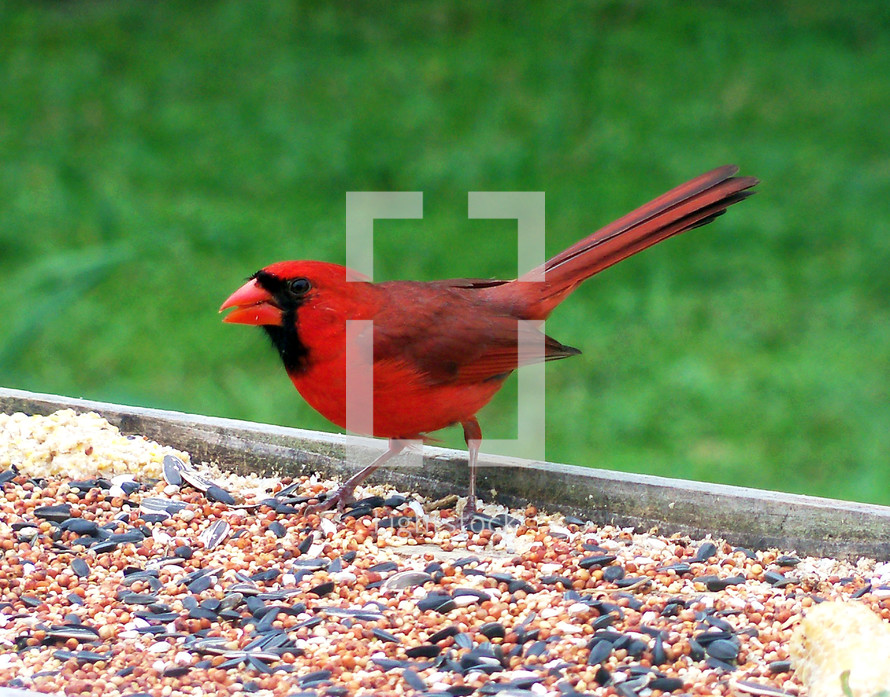 A red cardinal bird eats bird seed at a bird feeder in a backyard against a green grassy background. 