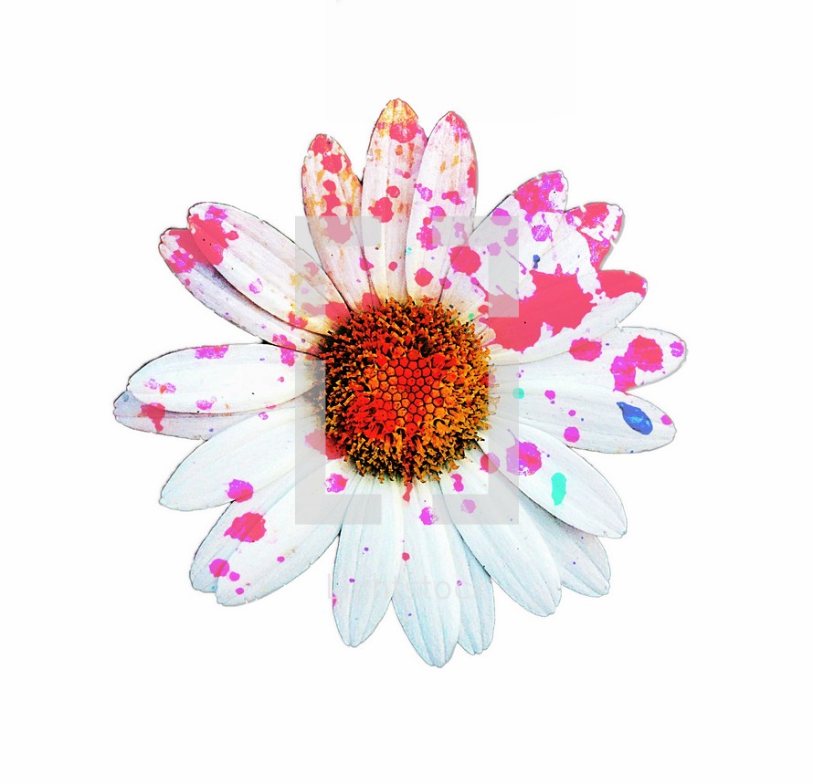 paint splatter on a daisy 