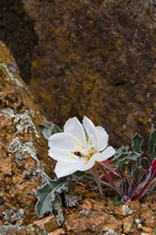 white flower growing on rock 
