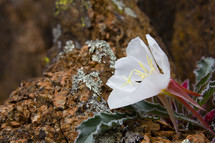 white flower growing on rock 
