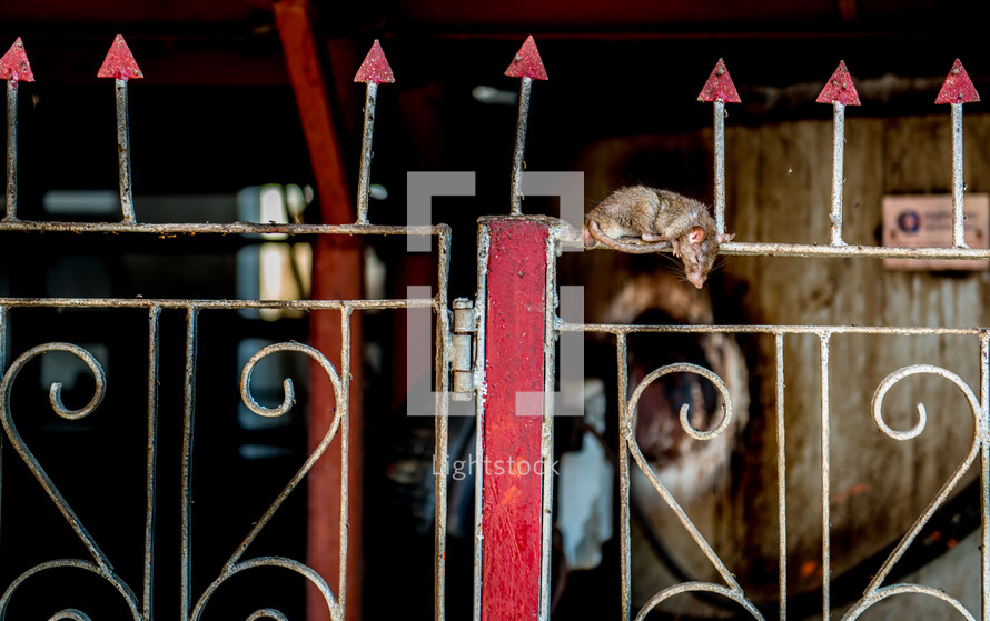 rat on a gate in Bikaner, India 