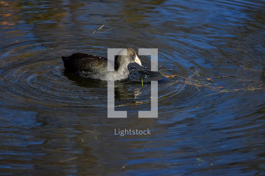 American Coot swimming in a pond