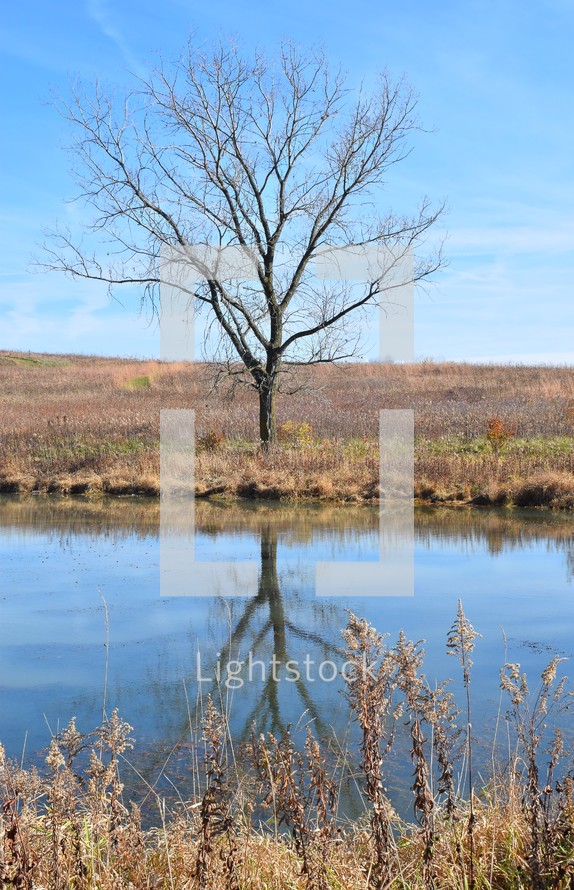 Bare tree reflected in pond