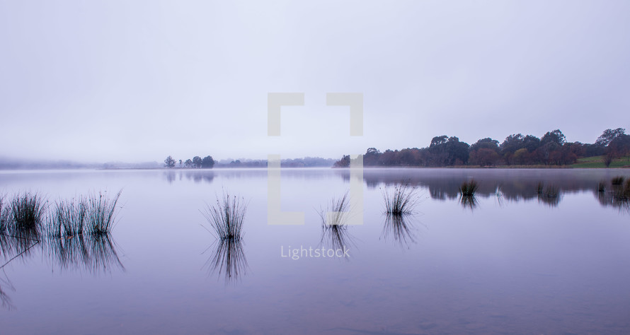 grass growing in a misty pond 