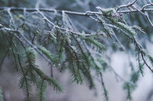 pine bough in Alaska 