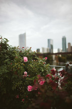 knock out roses and distant skyscrapers 