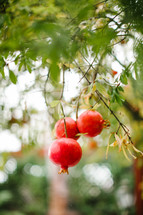 pomegranates on a tree 