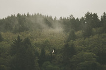A large bird flies above a forest.