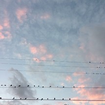 Birds sitting on electric wires