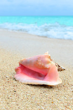 Conch shell on the beach.