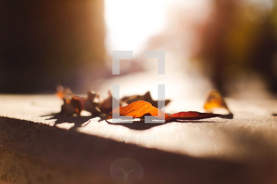 fall leaves on a stone bench 