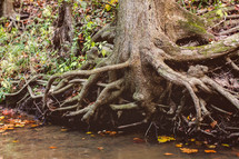 roots of a tree in water of a stream 