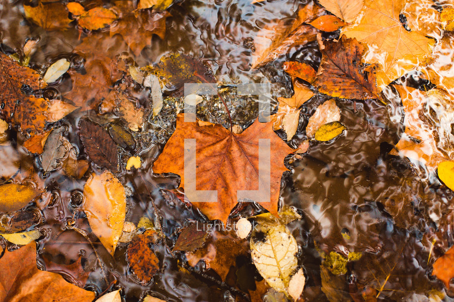 fall leaves in stream 