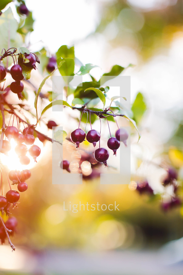 berries on a tree 