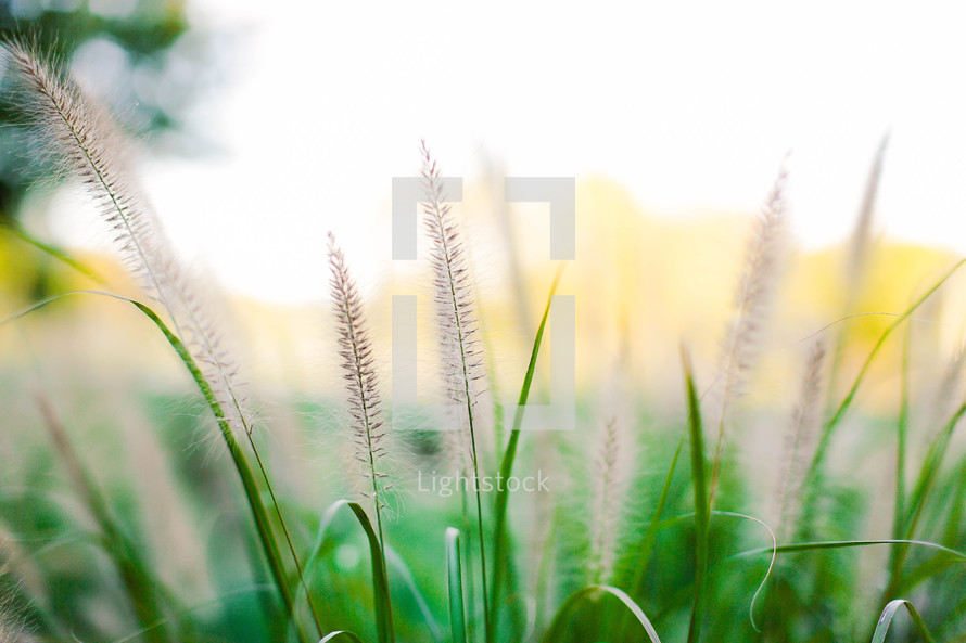tall grasses outdoors