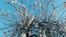 Pink Almond Flower For Spring Season In Sicily Against Sky