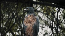 Alert Black-and-Chestnut Eagle Looking Around In Rainforest Of South America. Close Up Shot	