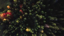 Aerial drone view over autumn forest of the Carpathian mountains forest. Colorful trees in the wood