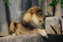 a lion at the zoo 