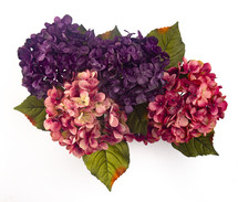 hydrangea flowers on a white background 