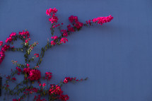 pink flowers on a blue background 