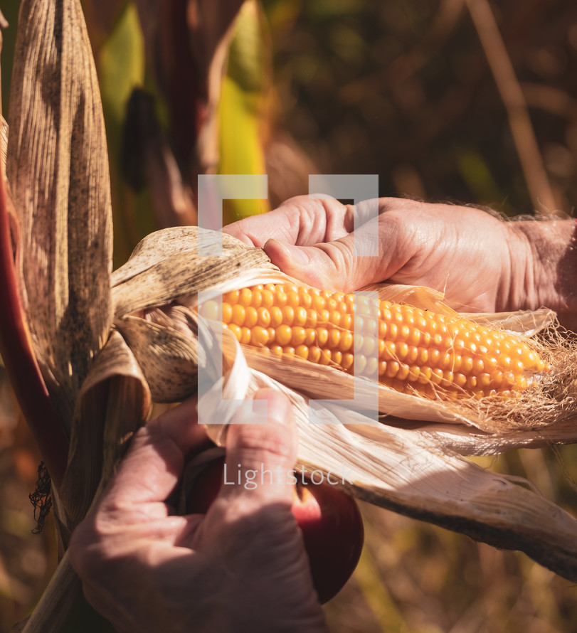 a farmer looking at corn 