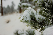 snow on evergreen branches 