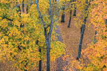 fall trees in a park 