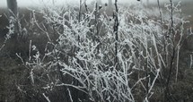 Frozen frost, ice, snow covering plants and grass in morning farm landscape on foggy morning.