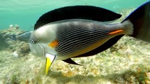 Sohal Surgeonfish On The Coral Reef