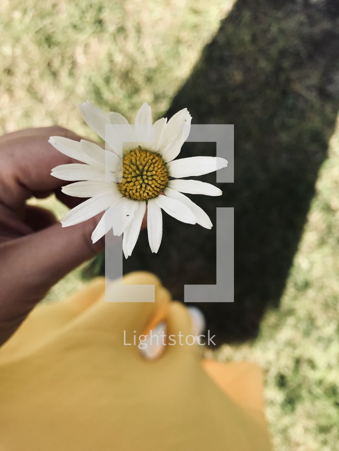 woman holding a daisy 