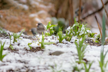 bird on the ground in snow 