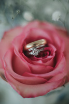 wedding rings in a red rose 