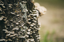 The bark of a tree covered in fungi.