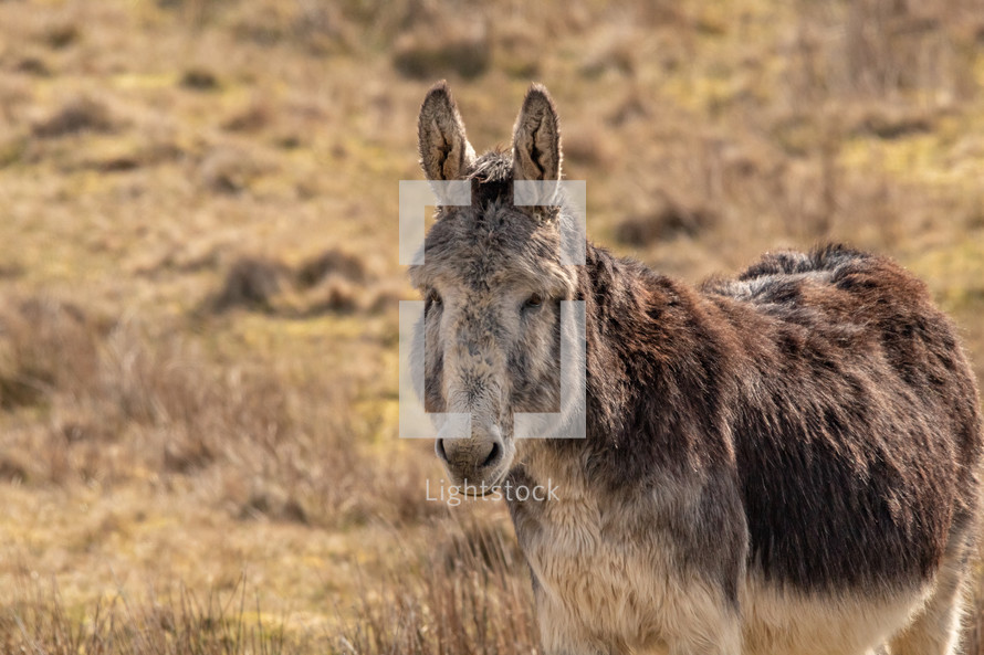 A Donkey in Wild Grassland, West of Ireland