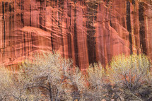 red rock wall of a cliff and trees 